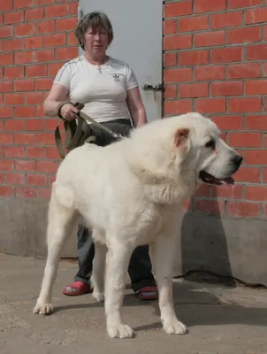 Tazy, или центральная азиатская борзая, или борзая казаха, или туркменская  борзая, порода охотничьих собак Стоковое Изображение - изображение  насчитывающей мило, млекопитающее: 102930453