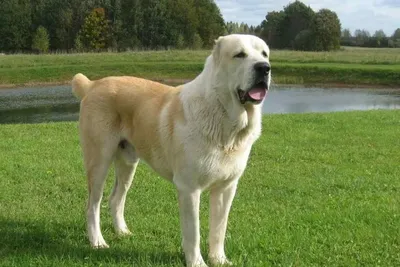 Намордник для собак крупных пород \"АЗИАТ сплошной\" (39 см) коричневый -  купить с доставкой по выгодным ценам в интернет-магазине OZON (236841116)