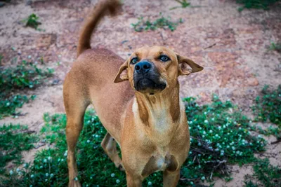 Азиатский алабай, 3 года, очень живой,: 5000 KGS ᐈ Собаки | Бишкек |  78196405 ➤ lalafo.kg