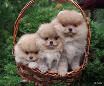 Три собаки породы померанский шпиц …» — создано в Шедевруме