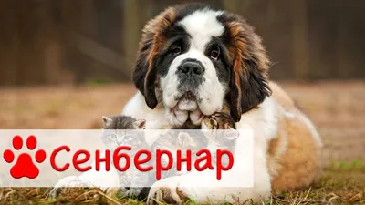 сенбернар - Порода собак - Информация и особенностях | Хиллс