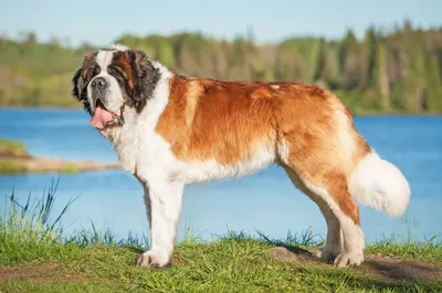 Сенбернар - 🐕 описание породы, характер собак, особенности содержания