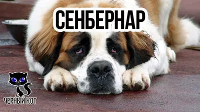 Сенбернар собака: описание породы