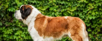 Порода собак сенбернар — Особенности, интересные факты (Фото)