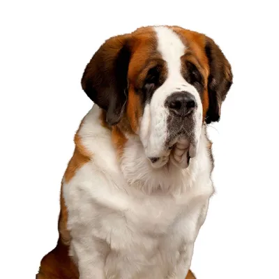 Сенбернар - идеальная порода собак или не для вас?