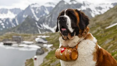 3-е место: Сенбернар - порода собак гигантских размеров, происходящая от  рабочих собак из итальянских и швейцарских Альп,.. | ВКонтакте