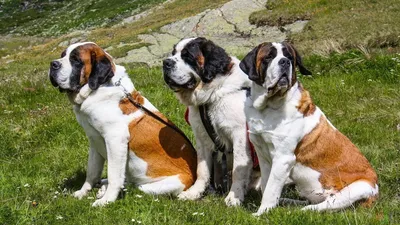 Сенбернар (130 фото): интересные факты о породе собак, характер, внешний  вид, повадки, цена щенков