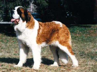 Сенбернар: все о собаке, фото, описание породы, характер, цена