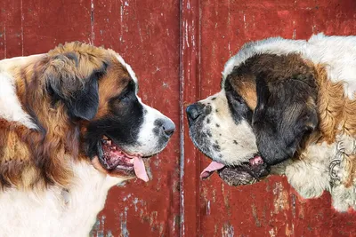 Сенбернар - описание породы собак: характер, особенности поведения, размер,  отзывы и фото - Питомцы Mail.ru