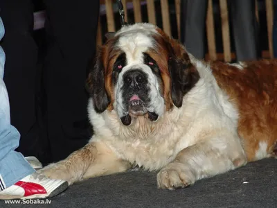 Фигурка Коллекта собака Сенбернар ,88506b - купить с доставкой по выгодным  ценам в интернет-магазине OZON (729308203)