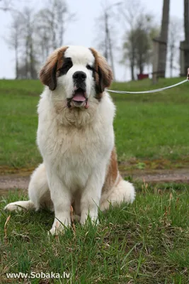 Собака - спасатель породы сенбернар в…» — создано в Шедевруме