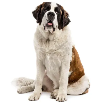 Порода собаки из фильма «Бетховен»: как называется, какой пес снимался, фото