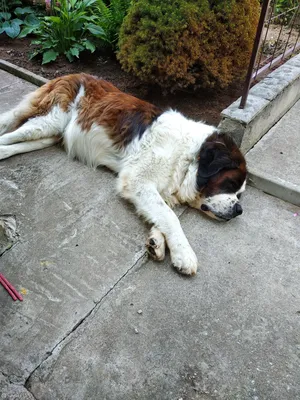 Собака Сенбернар найдена в Деревне Лешино | Pet911.ru