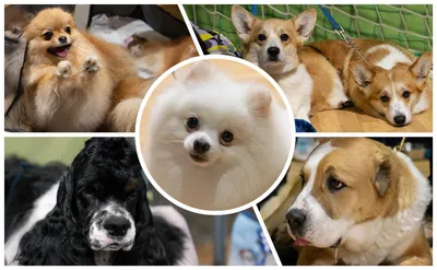 изображение собак разных пород Стоковое Изображение - изображение  насчитывающей датчанин, чистоплемено: 220144125