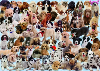 Много разных пород собак на траве Стоковое Фото - изображение насчитывающей  родословная, парк: 202411846