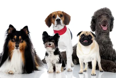 изображение собак разных пород Стоковое Изображение - изображение  насчитывающей много, декоративно: 220049123