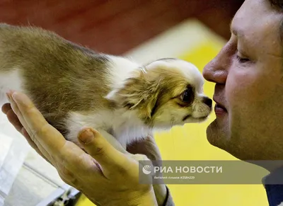 Brit Premium паучи для взрослых собак всех пород с уткой в соусе - 85 г х  14 шт - купить в Москве | КотМатрос