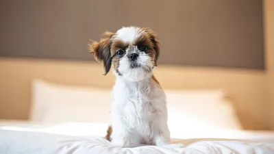 Ши-тцу — описание и фото породы собак, особенности характера щенков