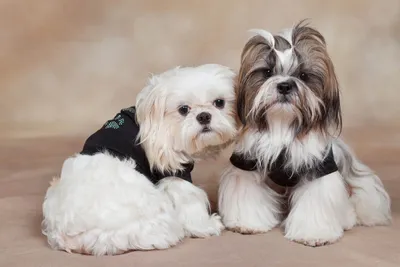 Стрижка ши тцу - цена в груминг салоне Barber Pet в Киеве