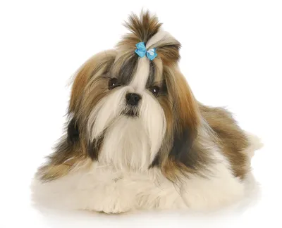 Ши-тцу - описание породы собак: характер, особенности поведения, размер,  отзывы и фото - Питомцы Mail.ru