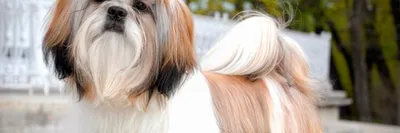 Собаки породы Ши-тцу: история, описание, отзывы, характер, дрессировка,  уход, фото и цены