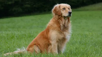 Самые большие собаки в мире: топ-15 | Royal Canin UA