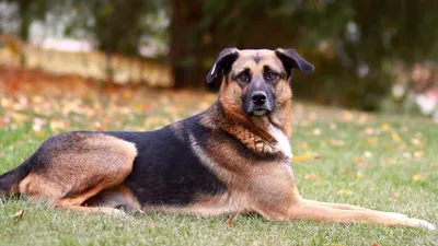 За укусы собак предлагают установить штрафы до 200 000 рублей - Ведомости