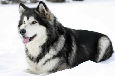 Характеристика и описание породы аляскинский маламут - Собаки - Вопросы  ответы