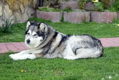 Аляскинский маламут собака: описание, характер, фото, цена