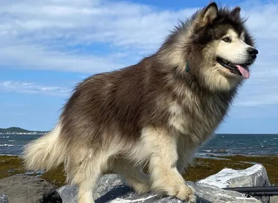 SOBAKA.LV | Породы собак | Аляскинский маламут | Фото 117038