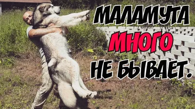 Аляскинский маламут | Pet-Yes