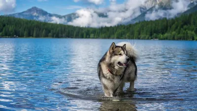 Аляскинский Маламут Собака — стоковые фотографии и другие картинки Без  людей - Без людей, Большой, Горизонтальный - iStock