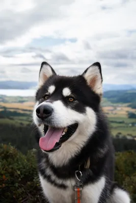 Аляскинский маламут: описание собаки, характер, фот и видео | Pet7