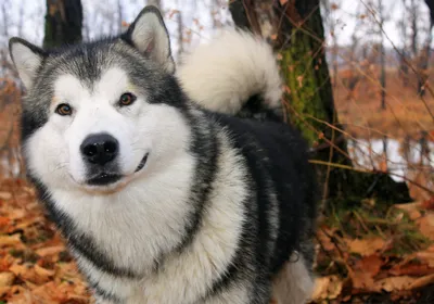 Аляскинский маламут - описание породы собак: характер, особенности  поведения, размер, отзывы и фото - Питомцы Mail.ru