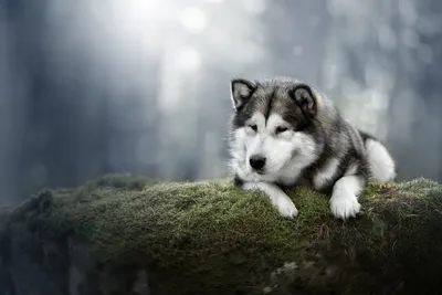 Аляскинский маламут - Все о породе собаки | Собака породы аляскинский  маламут - YouTube