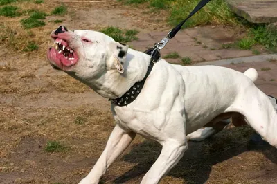 Английский бульдог: описание породы 🐕, характер собак, уход, фото