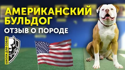 Миниатюра собаки Американский бульдог…» — создано в Шедевруме