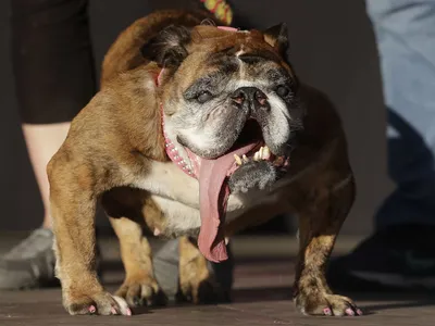 Американский бульдог - описание породы собак: характер, особенности  поведения, размер, отзывы и фото - Питомцы Mail.ru