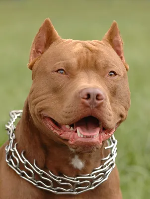 Собака Американский бульдог - фото, цена, описание, видео, характер