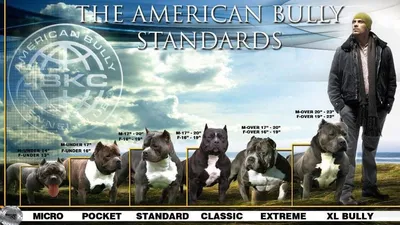 Американский булли: все о собаке, фото, описание породы, характер, цена