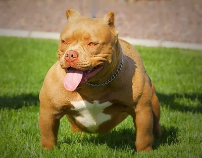 Американский булли фото, характеристика породы собак, отзывы владельцев