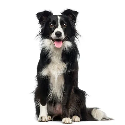 Бордер колли (Border Collie) - это умная, отзывчивая и преданная своему  хозяину и работе порода собак. Отзывы, фото, описание.