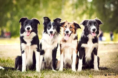 Бордер-колли - описание породы собак: характер, особенности поведения,  размер, отзывы и фото - Питомцы Mail.ru
