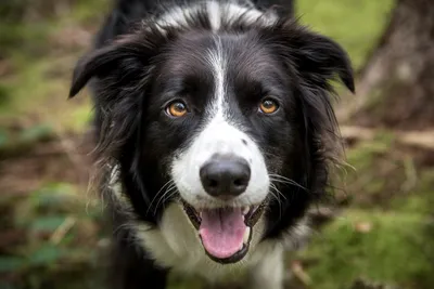 Самая дорогая собака: бордер-колли продали за 10 тысяч долларов