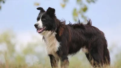 Собака Бордер-колли - описание породы, фото щенков и цена, размеры и вес |  Pet-Yes