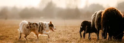 Описание собаки Бордер колли | Пикабу