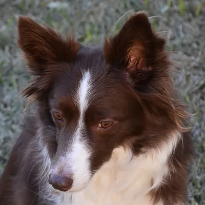 Бордер-Колли – умная, красивая, преданная и энергичная собака» — создано в  Шедевруме