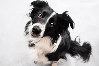 Бордер-колли | Dog portraits, Cute dog pictures, Dog photos