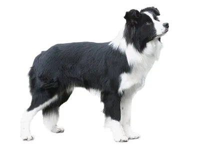 Бордер-колли: все о собаке, фото, описание породы, характер, цена