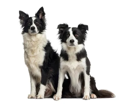 Бордер-колли: собаки-гипнотизёры, стремящиеся пасти всё живое | Пёсико |  Дзен